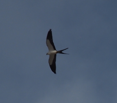 [This bird has a long vee-shaped tail which is black as are the edges of its wing feathers. The body, head, and innermost part of its flight feathers are white.]